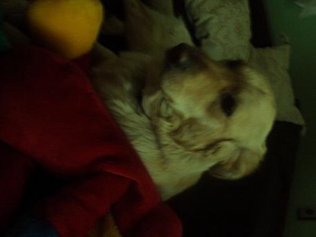 S psom..Ale plyšovým. :D